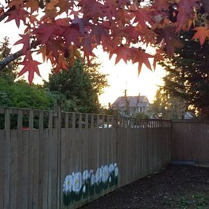 Fence Flowers