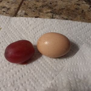 Pam's First Egg?