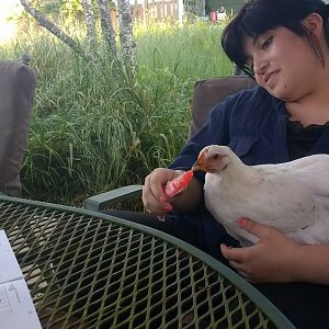 Popsicle & Pam the Wonder Chicken