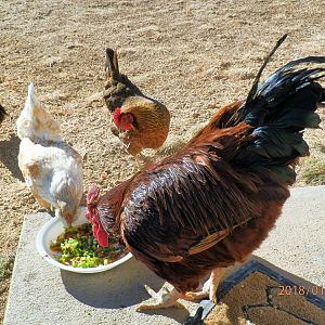 Hungry Chickens and Rooster