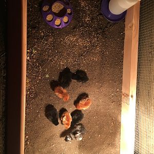 My original flock - as babies