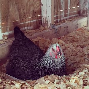 Dark Brahma