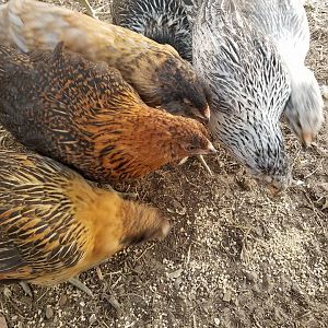 26229479_10215439077110623_3906140430347462960_n