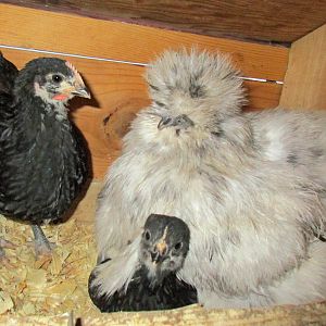 bedtime for silkie & 2 chicks