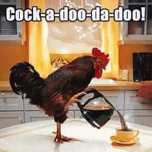 Rooster morning coffee