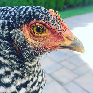Chicken Photography