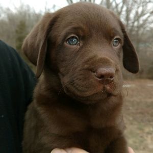 Packer the chocolate lab