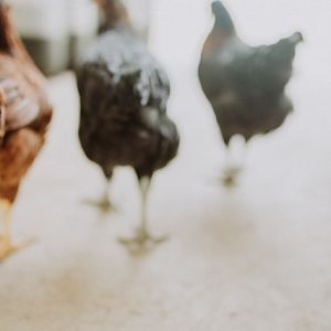Chicken Models-23