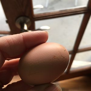 Our very first egg!