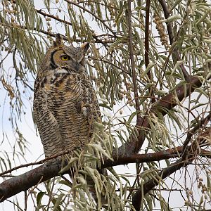 Great_horned_owl_XB064390_11-06-2015-001