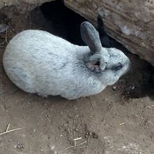 Big Rabbit