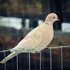 Unusual Dove
