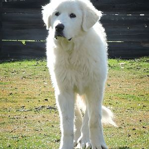 8 Month Old Chicken Protector