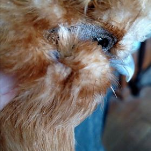 Silkie Bantam