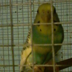 Budgie