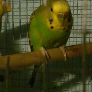 Budgie
