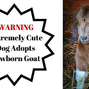 Dogs Adopt Newborn Goat