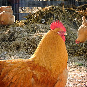 Buff Orpington Rooster & Flock