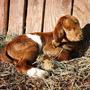 2 Day Old Boer Goat Kid