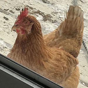 Looking in the back door