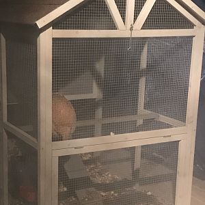 Mable roosting in run