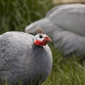 Coral_blue_guinea_male_X5134675_05-13-2016-001