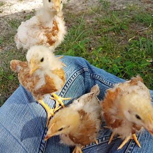 The littleuns first time in the grass