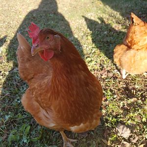 Francis .. or Mable .. I can't tell anymore