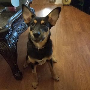 Piper