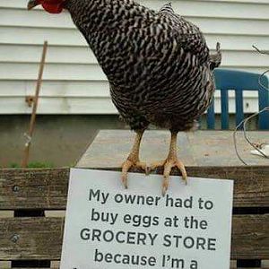 BEST Chicken Picture EVER