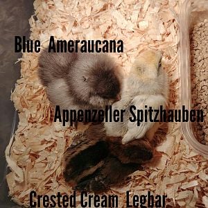Chicks With Breed Names