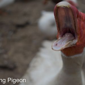 Mammoth the Muscovy #1