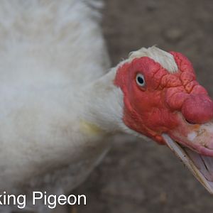 Mammoth the Muscovy #2