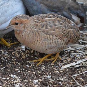 7 Young Dilute Female