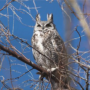 Great_horned_owl_X3136294_03-13-2018-001