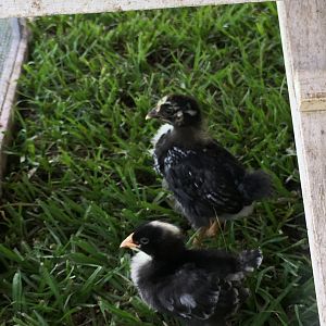 Meet Prue and Peri