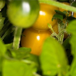 Gold_Nugget_tomato_U3153854_03-15-2018-001