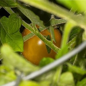 Gold_Nugget_tomato_U3153855_03-15-2018-001