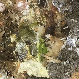 Green in poop 1