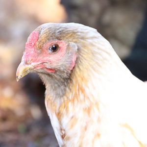 107CE7FB-5744-4E39-9C7A-AD9B911CA6AF