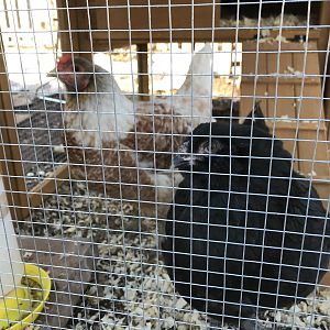 936E6EF5-59CF-4E65-BCE0-DACF5B31969E