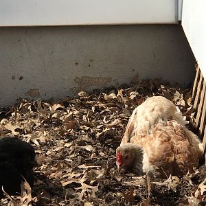 BBE7216D-4077-4769-8203-437AE9A6A7F5