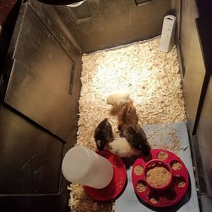 Chicks Day 1 From Store