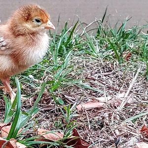 Ginger is my smallest right now