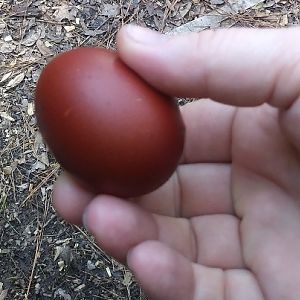 BCM egg