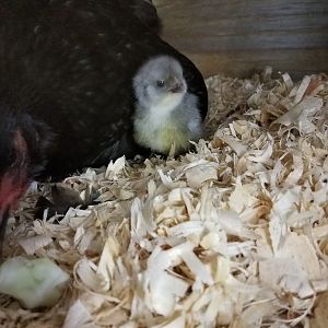 One of four blue/yellow babies