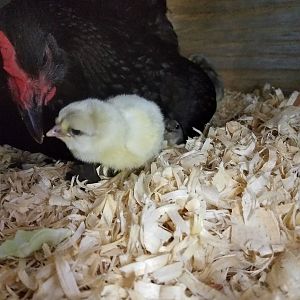 Mom sharing a tid-bit and a curious peeper ..