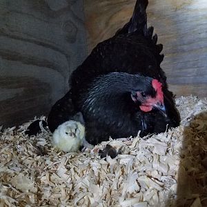 One of three yellow babies