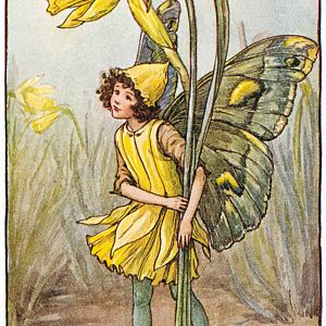 Spring The Daffodil Fairy