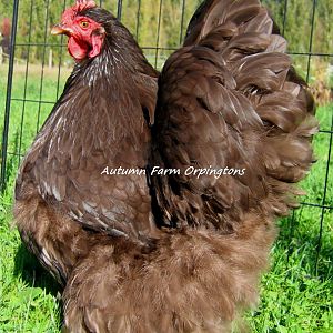 10-16-14 Chickens 027